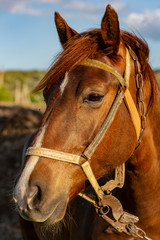 Portrait of a red horse at sunset. The Mare in the pasture. The bridle on the horse's head.