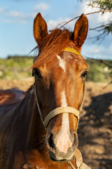 Fototapeta premium Portrait of a red horse at sunset. The Mare in the pasture. The bridle on the horse's head.