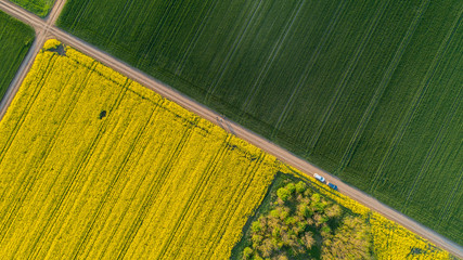 Rapeseed oil field drone footage