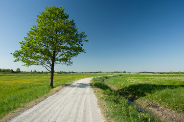 Lonely big leafy tree next to gravel road, horizon and blue sky
