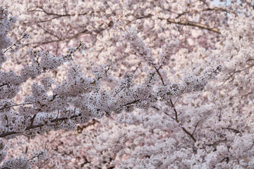 Peak bloom on the Cherry Blossom trees around the Tidal Basin during the 2019 Washington DC Cherry Blossom Festival in Pinks and whites