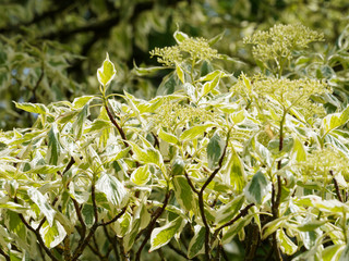 Wedding cake tree or giant dogwood. (Cornus controversa Variegata)