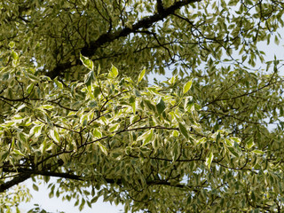 Cornus controversa 'Variegata'. Wedding cake tree or giant dogwood. Ornamental tree with beautiful layered horizontal branches, leaves with cream margins and cymes of white flowers.