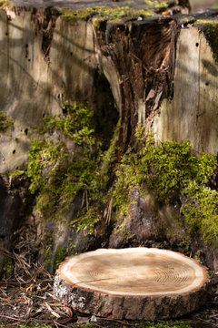 Slice Of Tree On Ground Near Moss Stump  With Free Space For Your Item