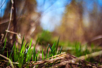 First spring green grass