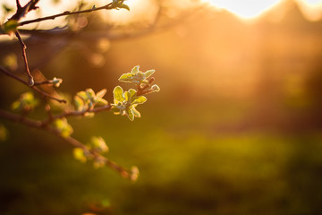 Blossoming apple tree branch with first leaves at sunset