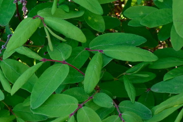 Spring flowers on trees and plants.