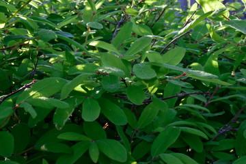Spring flowers on trees and plants.