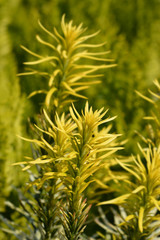 Korean Gold Plum yew