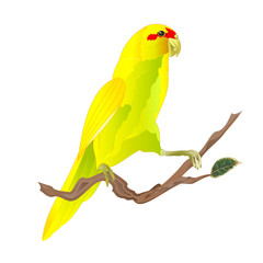 Bird Indian Ringneck Parrot in Yellow on branch watercolor on a white background vintage vector illustration editable Hand draw