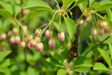 Red-vein enkianthus