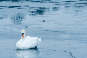 white swan on the ice of a frozen river