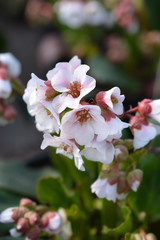 Bergenia Harzkristall