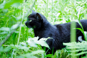 homeless black cat in the grass