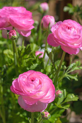 Ranunculus asiaticus Tecolote Pink (Persian buttercup)