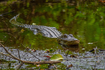 Alligator