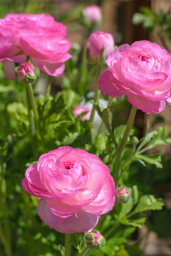 Ranunculus asiaticus Tecolote Pink (Persian buttercup)