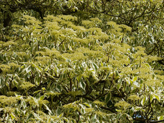 Wedding cake tree or giant dogwood. (Cornus controversa Variegata)