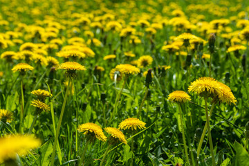 Yellow wild dandelions in a wild field, in the wonderful Sunny weather