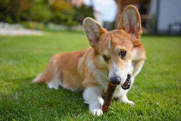 corgi z patykiem © Zuz