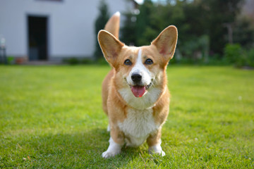 corgi na trawie © Zuz