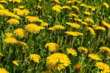 Yellow wild dandelions in a wild field, in the wonderful Sunny weather