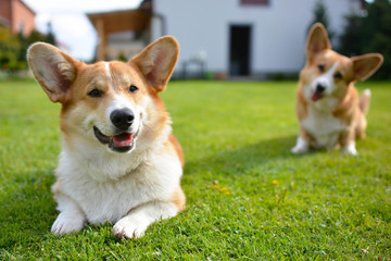 corgi © Zuz
