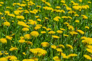 Fototapeta premium Yellow wild dandelions in a wild field, in the wonderful Sunny weather