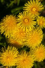 Yellow wild dandelions in a wild field, in the wonderful Sunny weather