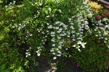 Deutzia crenata flowers