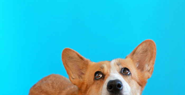corgi na niebieskim tle
