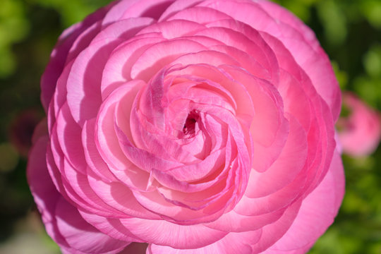 Ranunculus asiaticus Tecolote Pink (Persian buttercup)