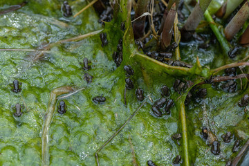 Tiny New Born Frogs in a natural pond