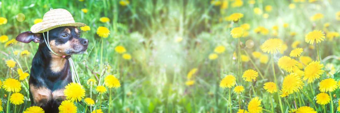 Hundeblume Bilder Durchsuchen 145,863 Archivfotos, und