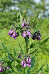 In the meadow, the comfrey (Symphytum officinale) is blooming