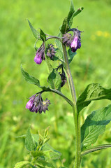 In the meadow, the comfrey (Symphytum officinale) is blooming