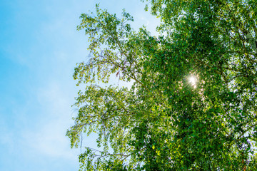 Obraz premium the sun's rays breaking through the leaves of the tree