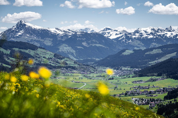 Blumenwiesen im Frühling in den Alpen