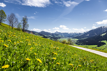 Frühling in den Alpen mit grüner Blumenwiese