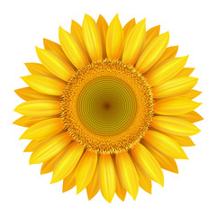 Realistic beautiful bright yellow sunflower blossom isolated