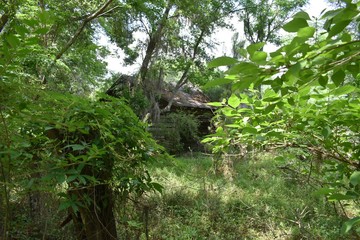 An old cabin is hidden away in a southern pine and oak tree forest.
