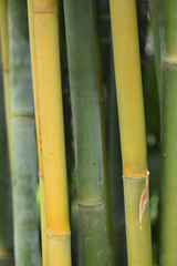 Vertical background of bamboo
