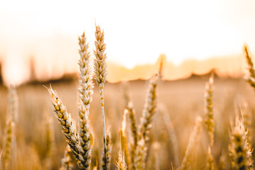 Wheat field. Ears of golden wheat close up. Beautiful Nature Sunset Landscape.