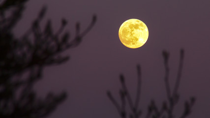 Fototapeta premium Lune