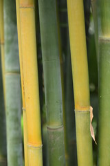 Vertical bamboo background