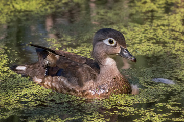 Closeup of Female Wood Duck swimming in water lentils pond