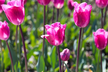 Beautiful bouquet of tulips nature background.