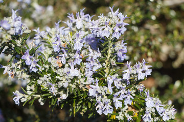 Rosemary plant with purple flowers in a garden during spring