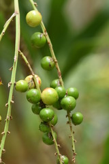 Green Turkey Berry Tree