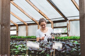 Female florist working inside greenhouse. Professional woman gardening in greenhouse